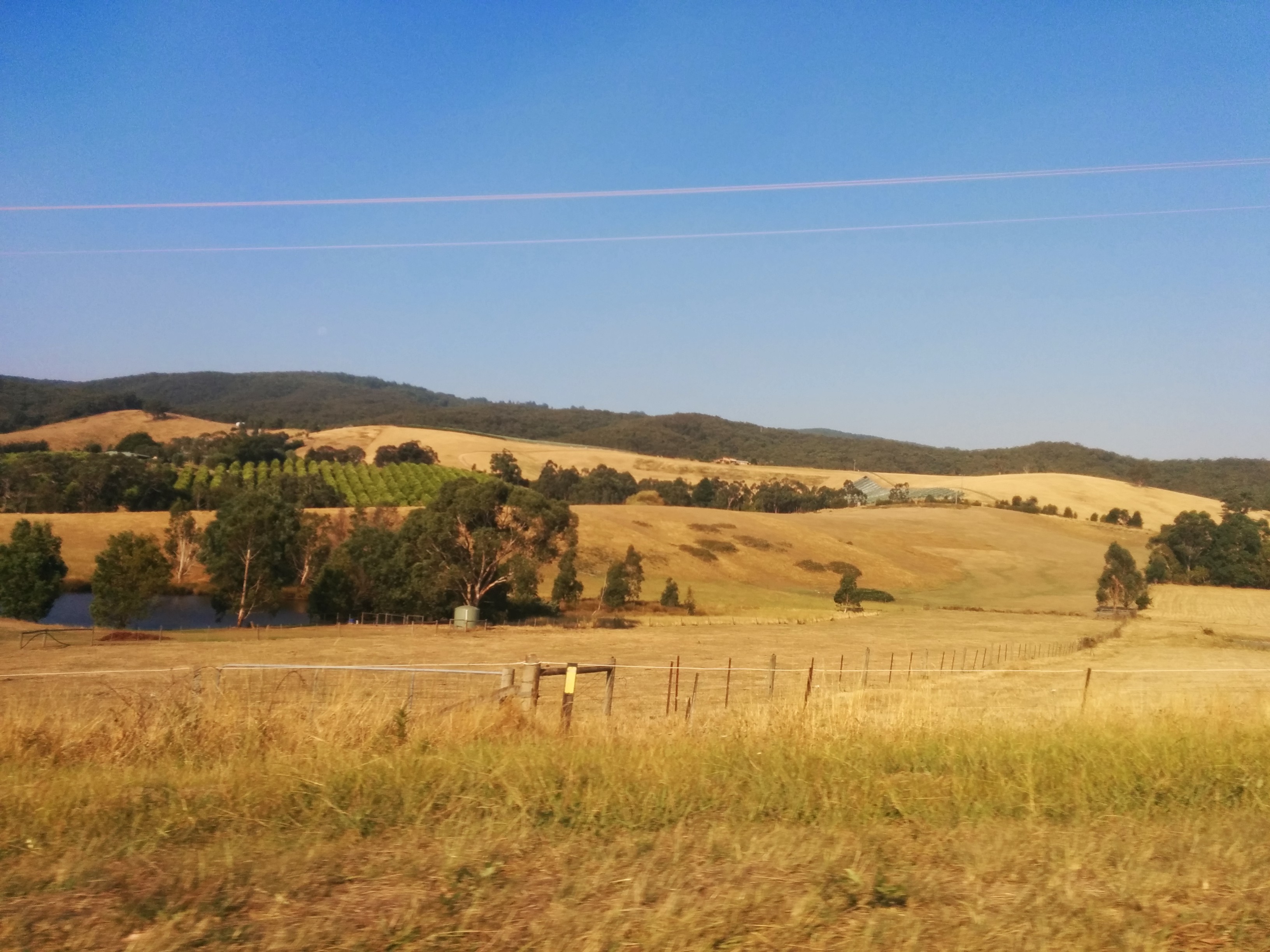 Open paddocks and rolling hills in the Yarra Valley; regional landscape photograph